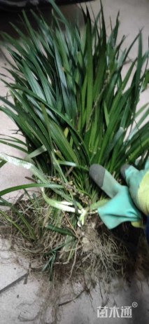 高度30厘米兰花三七草