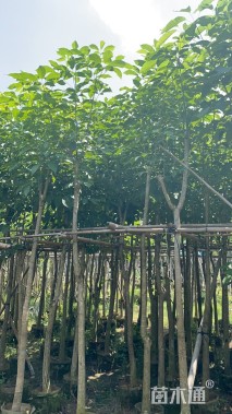 3公分红花风铃木