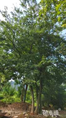 50公分(5杆)丛生朴树