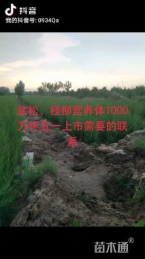 高度30厘米落叶灌木-->柽柳