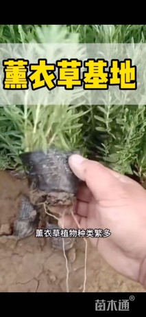 高度15厘米薰衣草