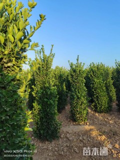 高度150厘米大叶黄杨柱