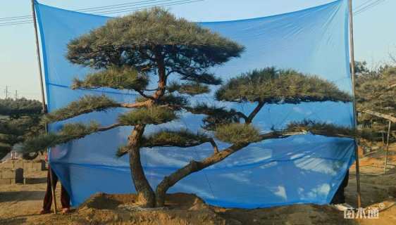 10公分造型赤松