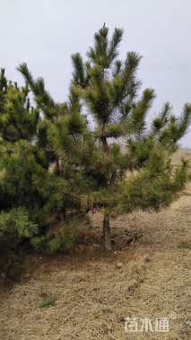 高度55厘米黑松