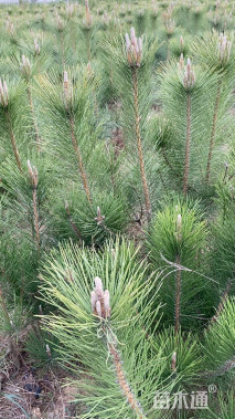 高度100厘米黑松
