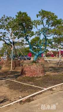 20公分红果冬青