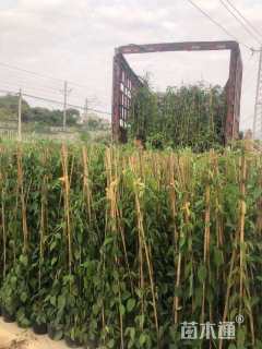 100厘米炮仗花