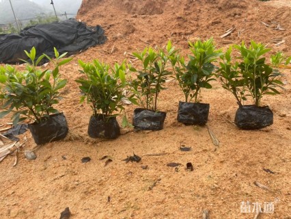 高度35厘米龙船花