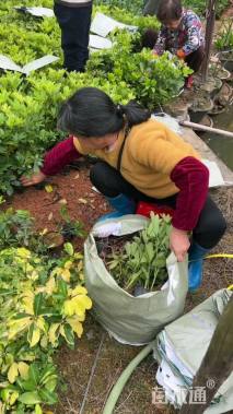 高度15厘米鸭脚木