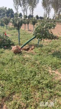 高度180厘米月季