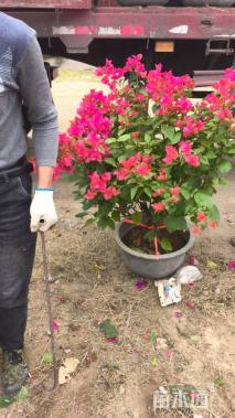 高度100厘米四季红