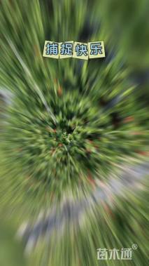 冠幅25厘米五色梅