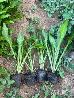 高度20厘米紫花玉簪