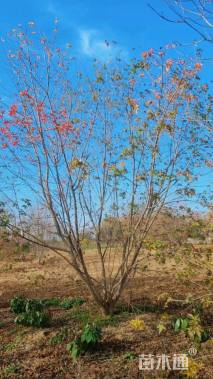 高度700厘米丛生五角枫