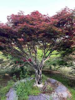 30公分日本红枫