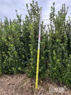 高度150厘米大叶黄杨柱