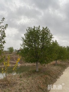 10公分垂丝海棠