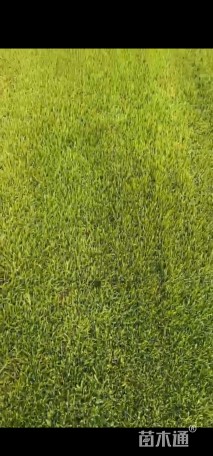 草块状四季青草坪