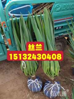 高度50厘米丝兰