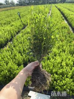 高度50厘米瓜子黄杨