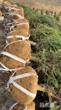 高度210厘米刺柏