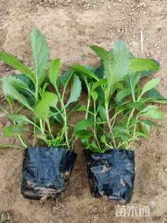 高度20厘米柳叶马鞭草