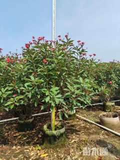 高度80厘米琴叶珊瑚