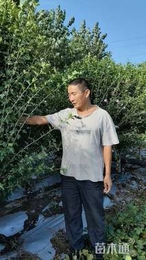 高度200厘米木槿