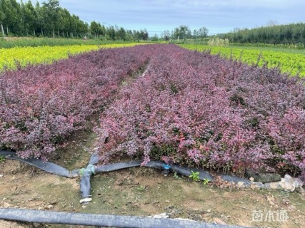 高度50厘米红叶小檗