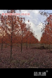 17公分美国红枫