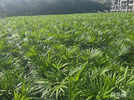 裸干高20厘米棕竹