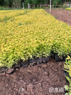 高度15厘米金山绣线菊