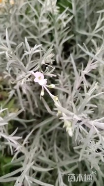 高度50厘米柳叶星河