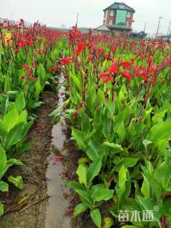 高度60厘米红花美人蕉