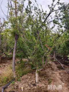 高度250厘米花石榴