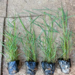 高度35厘米芦苇小苗
