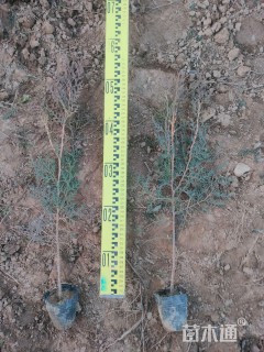 高度40厘米侧柏