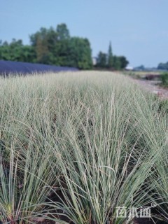 高度100厘米花叶蒲苇