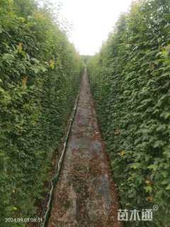 高度200厘米月季