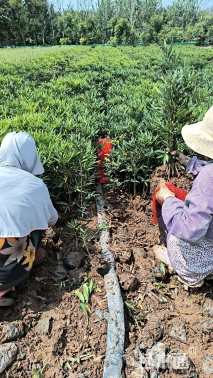 高度50厘米十大功劳