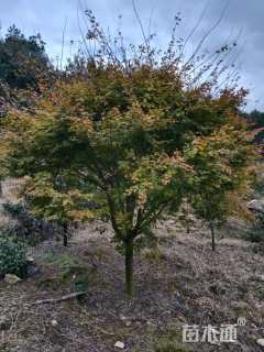 高度350厘米赤枫