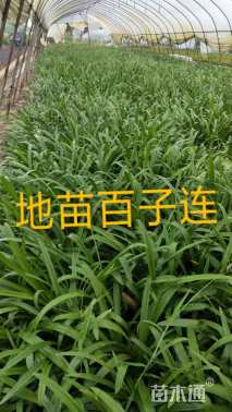 高度20厘米百子莲