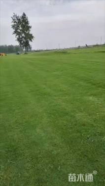 草卷状百慕大草