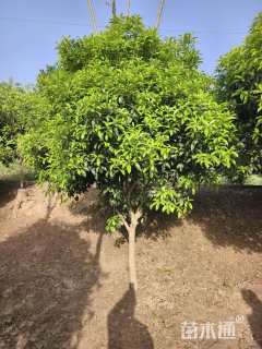 冠幅30厘米茶花球