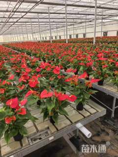 高度30厘米红掌