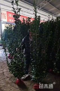 高度150厘米北海道黄杨