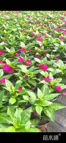 高度10厘米非洲凤仙