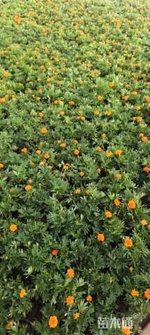 高度15厘米孔雀草