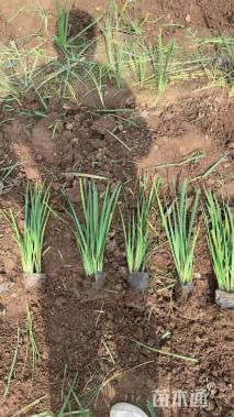 高度30厘米鸢尾