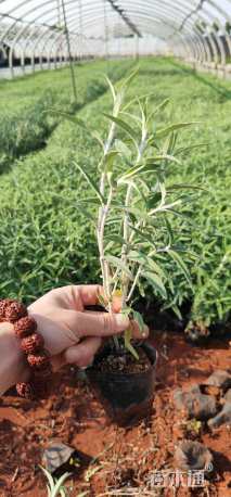 高度20厘米墨西哥鼠尾草